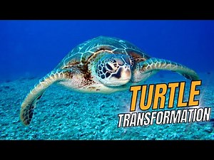Turtle Transformation: The Amazing Life Cycle You Won’t Believe!