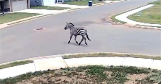 Runaway pet zebra in Tennessee becomes internet famous