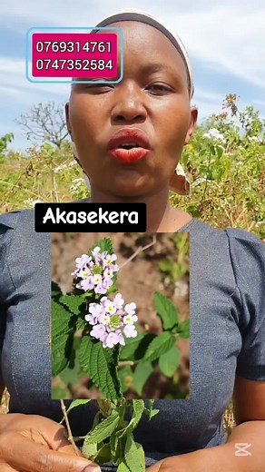 SENGA SHIFAH HERBAL STORE. on TikTok