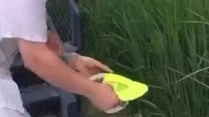 Wenn plötzlich Enten-Babies vom Dach fallen