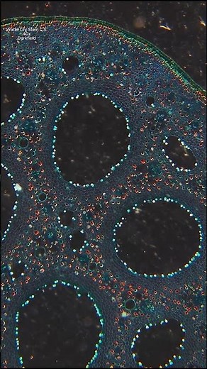 Water Lily Stem Under Microscope #microbiology #botany #plants #microscope #microscopy #newchannel