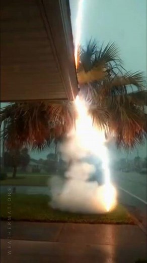 Watch What Happens When Lightning Strikes The Tree! ⚡🌲 #lightningstrike #caughtoncamera #treestrike