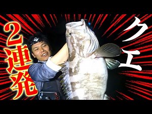 After surveying a huge yellowtail, we unexpectedly caught two groupers in a row!