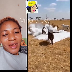 13K views · 500 reactions | Kasongo want to change the color of his vineyard but it happens that Lion was involved 藍朗 | Vine Vicky | Facebook