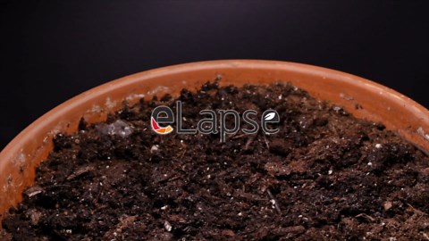 Growing cauliflower time lapse - seed to flower (130 days)