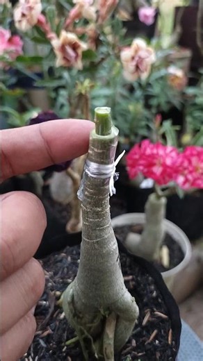 Adenium grafting tips for beginners 👌