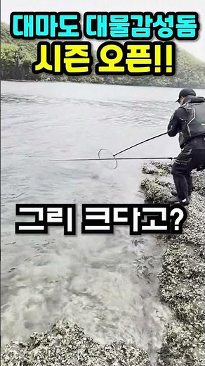 Tsushima Giant Black Sea Bream Season Opens #shorts #BlackSeaBream #SeasonOpen