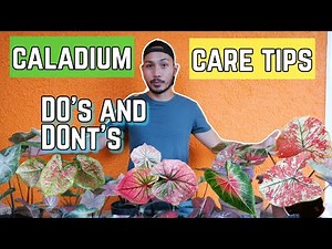 HOW TO TAKE CARE OF CALADIUMS