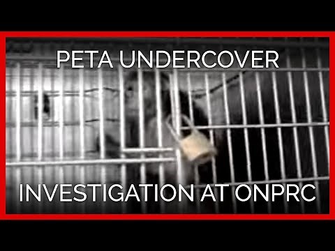 PETA Undercover Investigation at ONPRC