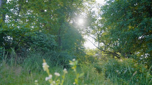 1.2K views · 11 shares | 277.38 surveyed acres for sale! 608-247-2815 https://www.whitetailproperties.com/hunting-land/wisconsin/iowa/legacy-investment-farm-in-southwest-wi-home-tillable-pasture-and-timber | Alden Tinder Land Specialist Whitetail Properties | Facebook