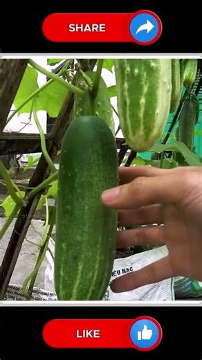 Cucumber Cultivation #gardening #vegetableproduction #farming #viralvideo