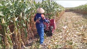 14K views · 89 reactions | Mesin Panen Jagung Tipe CHD2, Harga rp 28,000,0000. WA SAAM dial 0852-1586-6584 | SAAM - Santoso Advance Agricultural Machinery | Facebook