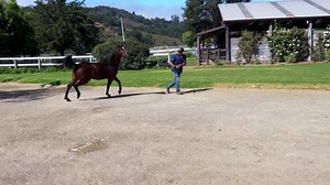 46 reactions · 10 comments | Guess if this mare is a purebred or...