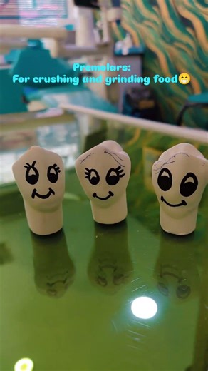 types of teeth and their functions❤️✨ #dentalcare #dentalartistry #anatomy #smiledesigndental