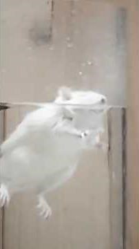 The Rat Drowning Experiment That Shocked Scientists 🐀💡