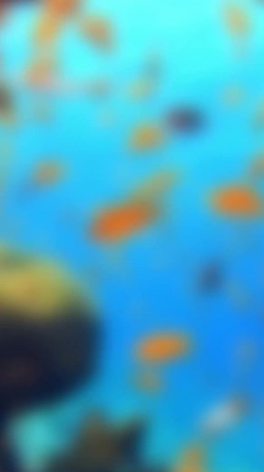 Transforming Shiny Gyarados with Unique Color Variations!