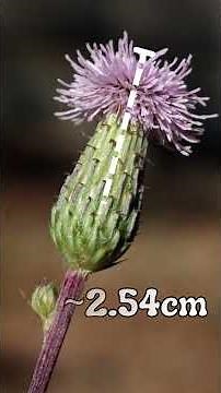 Canada Thistle - Name that Plant - Asteraceae Family