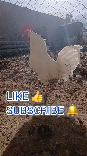 This Rooster’s Crow Is the Real Alarm Clock 🐓⏰ #freerangechickens #chicken #chickens