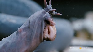 Happy Hagfish Day! What is a hagfish—and why does it have its own holiday? Well, we can answer the first question. Get to know the slimy ocean dweller on Crazy Monster: Sea Creatures - https://bitly.com/33kfIxX | Smithsonian Channel Aviation Nation
