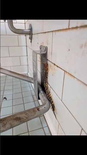 Giant Texas Red-Headed Centipede invades state park bathroom 👀👹 #hikecampgo