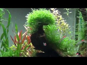 Java Moss , Taking off everywhere