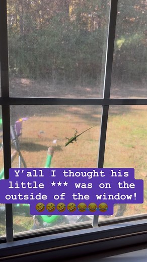 Ion play with critters. 🤣🤣🤣 #funny #lizard #scared | Dynamicteam Allenfive