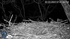 Hanover eagle cam: Viewers anxiously await the arrival of the first egg