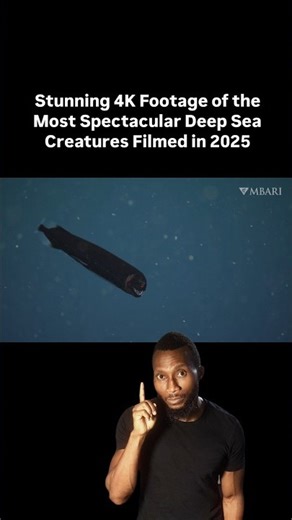 Stunning 4K Footage of the Most Spectacular Deep Sea Creatures Filmed in 2025
