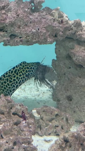 Lionfish vs Tessalata Moray Eel: Underwater POV Encounter