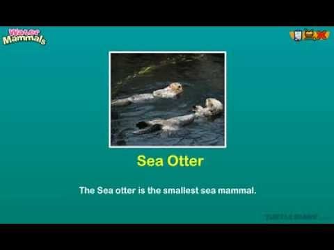 Types of Water Mammals *Amazing* Animal Science for Kids!