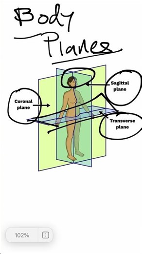 Anatomic body planes