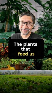 THE PLANTS THAT FEED US Most of the calories we eat come from 11 plant families. The rest are, well, don’t eat strange plants #reelkarofeelkaro #reels #reelsofinstagram #food #foodscience #science #explore #nutrition #botany | Masala Lab
