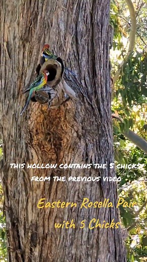 This pair of Eastern Rosellas are the proud parents of the 5 chicks in the previous video. keeping these fluff balls fed is a fulltime job. this hollow was created using the Hollowhog. Habitat hollows play a huge role in supporting our native wildlife. visit Coastalwildlifemanagement.com to see how we can help support wildlife on your property and make sure you follow along on Facebook and Instagram for all the wildlife action. #coastalwildlifemanagement #hollowhog #habitathollows #doingitforthe