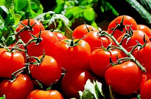 Growing Tomatoes in Aquaponics Gardens (Best Guide)