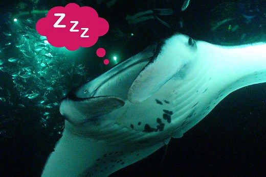 How do Manta Rays Sleep? - Manta Ray Advocates Hawaii