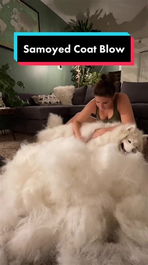 Meeko *finally* decided to blow her coat! This is one side. #samoyed #dogsoftiktok #doggrooming #28XTREMES #PrimeDayShowPJParty