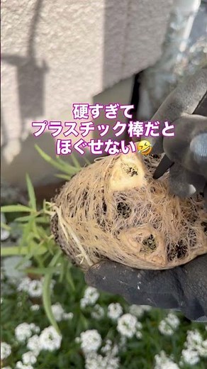 多年草なのにめっちゃ咲くフロックスオープニングアクトを花壇に植えるぞ！！