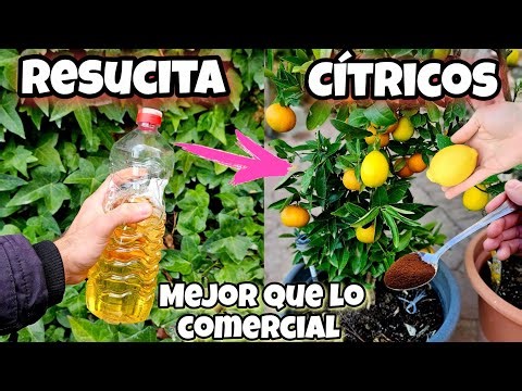 Esto es 1000 VECES + EFECTIVO que otros Abonos caseros para Resucitar y Revivir Cítricos o Limoneros