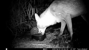 1.7K views · 60 reactions | What wild mammals do you get visiting your garden? 璉力 Join in with our #LivingWithMammals autumn survey from next Monday and help us keep an eye on our wild neighbours! https://ptes.org/get-involved/surveys/garden/living-with-mammals/ Paul, Hedgehog Street Champion | People's Trust for Endangered Species | Facebook