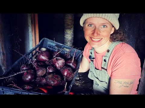 1920's Root Cellar | How to Harvest and Store Beets