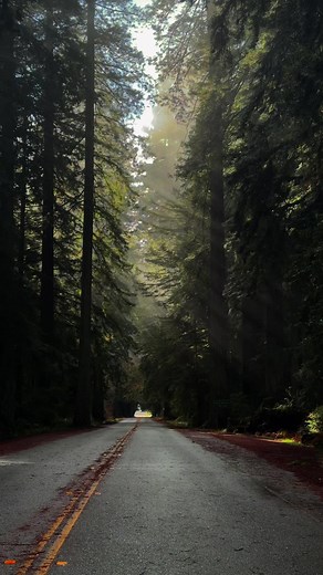 Experience the Majestic Sunlight in the Redwood Forest