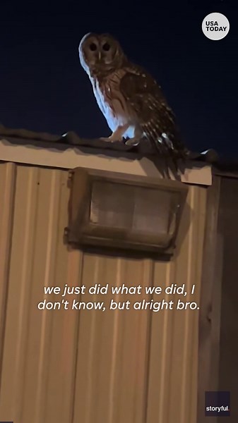 Barred owl crashes through moving truck's open window