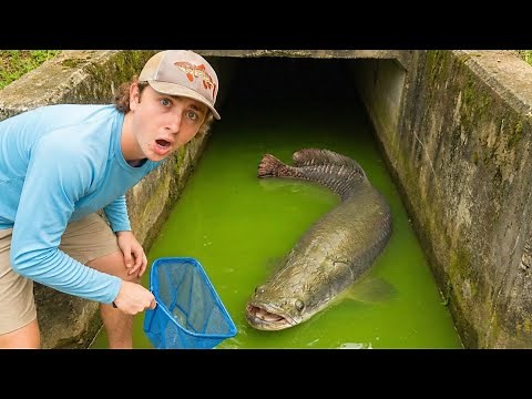 I Saved Fish TRAPPED in a Flooded Sewer!
