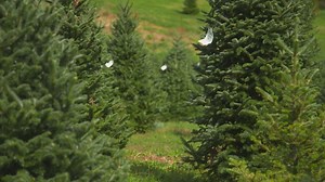Where to recycle your Christmas tree in Travis, Williamson counties