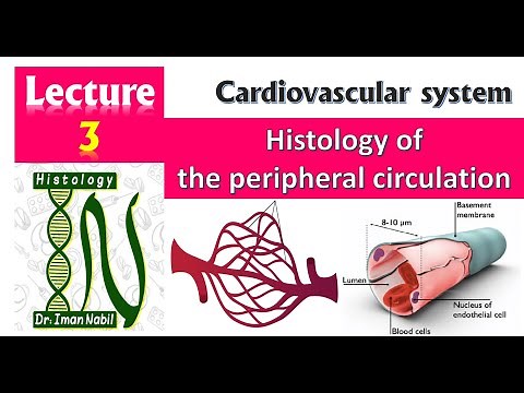 3-Histology of Peripheral circulation-Capillaries, AV shunt& Lymph system-Cardiovascular system