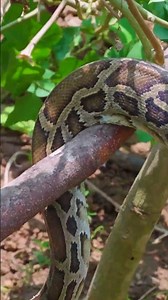 Catching a GIANT Snake in the Eggplant Garden 😱🐍