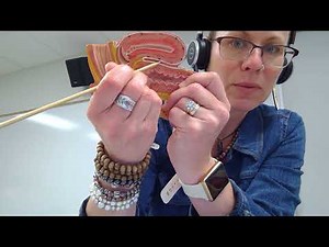 Biology 2020 Lab 12 Reproductive System Quiz Question