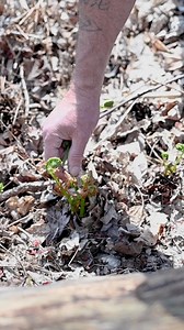 Have you tried fiddleheads yet? 🌿 These delicious and nutritious ferns are a springtime delicacy that are not to be missed! We are proud to source our wild fiddleheads from @forage.girl of Norcliff Farms, Ontario. Their family run business is committed to sustainable and ethical harvesting practices that bring fresh, handpicked fiddleheads to our shelves in less than 30 hours. Not only do their fiddleheads taste amazing, but they are also packed with vitamins and minerals, making them a healthy
