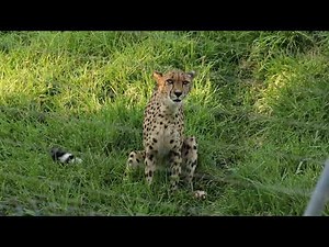 Cheetah Stutter-Barks at San Diego Zoo Safari Park