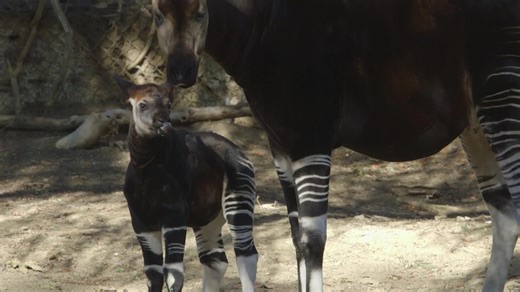 Why okapis look so familiar — and the surprising animal they’re closely related to